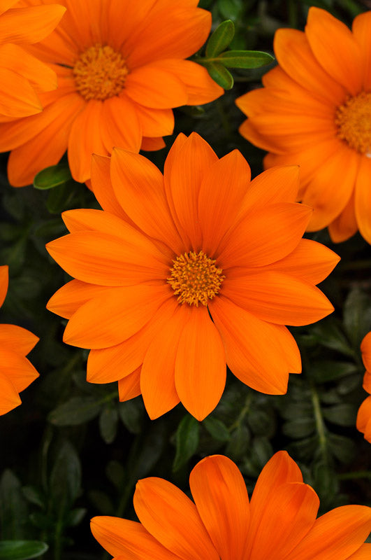 GAZANIA NEW DAY BRIGHT ORANGE