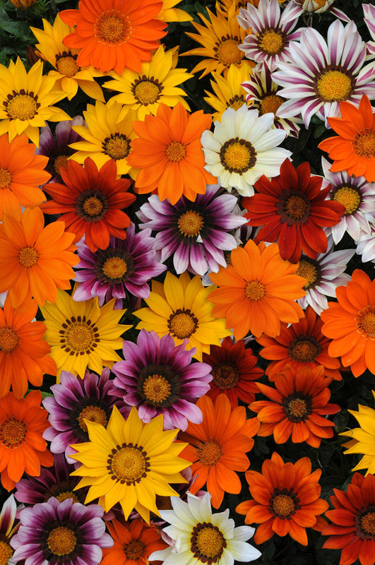 GAZANIA NEW DAY MIX