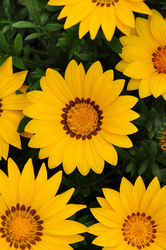 GAZANIA NEW DAY BRIGHT YELLOW