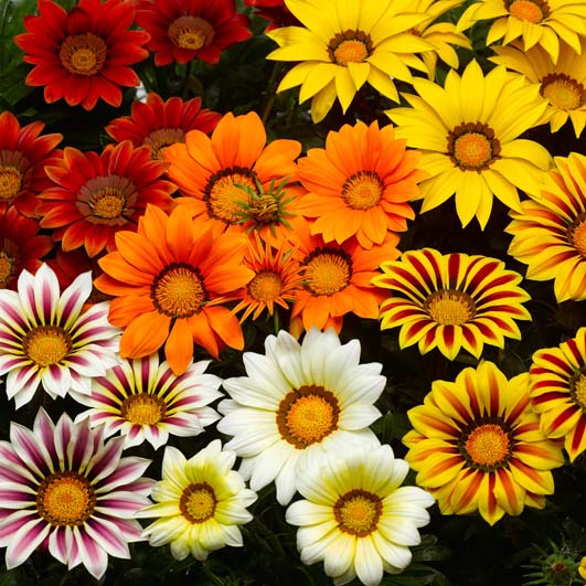 GAZANIA BIG KISS MIX