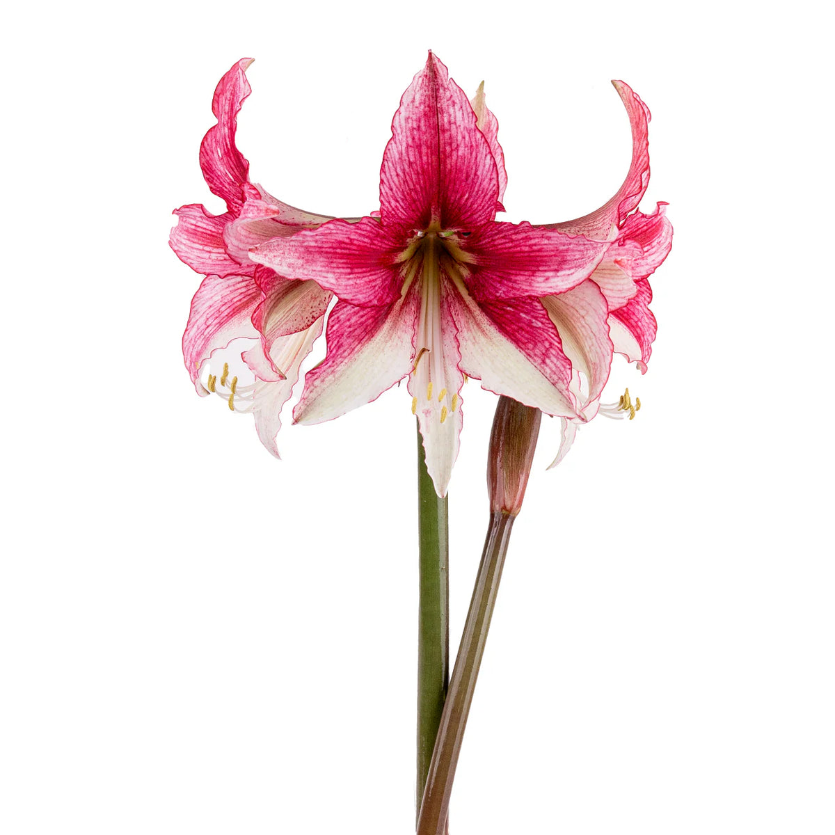 Hadeco Amaryllis Sonata Single - Gazelle™- 2 bulbs pack