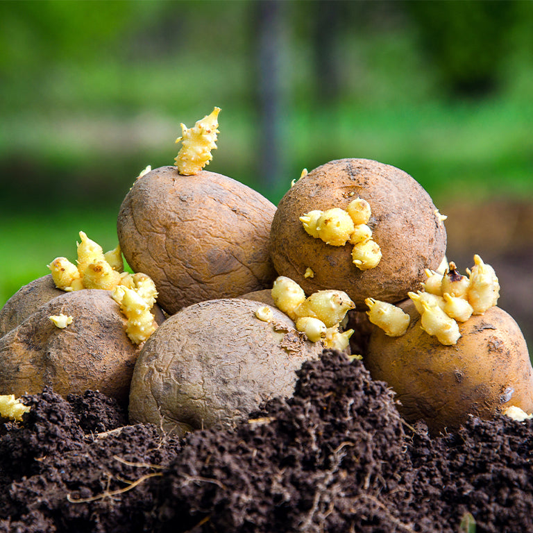 Ubuntuberg Valor Seed Potatoes, 50 per bag (Buy 1 Get 1 FREE)