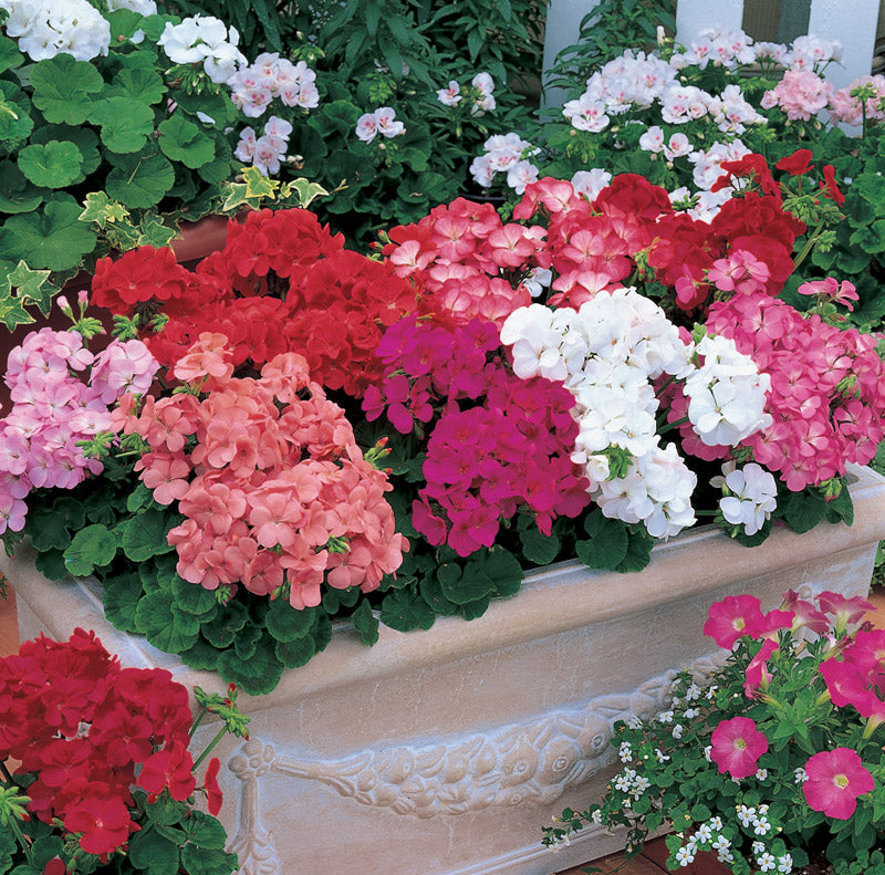 GERANIUM MULTIBLOOM MIX