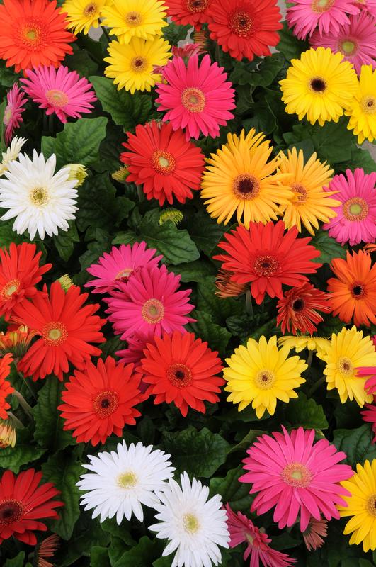 Gerbera Racket Gerbera Revolution Select Mix Seeds | GARDENING.co.za