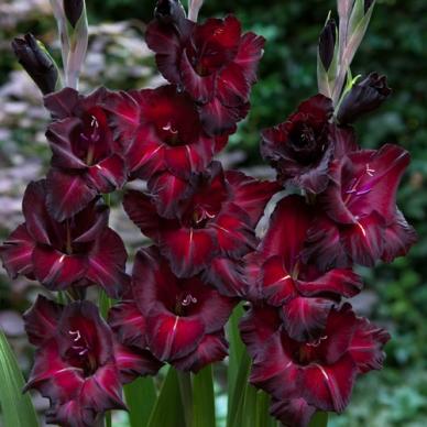 Hadeco Gladioli - Black Star - 10 bulbs