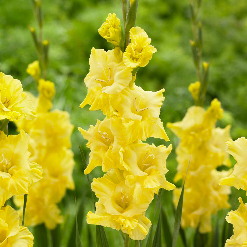 Hadeco Gladioli - Morning Gold - 10 bulbs