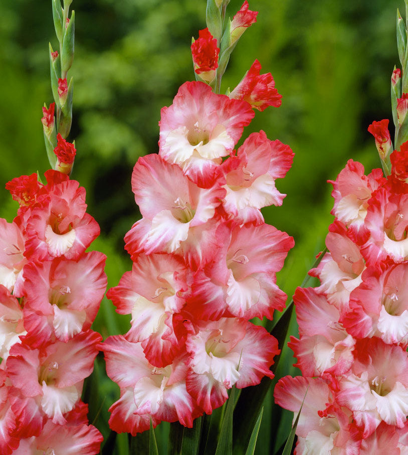 Hadeco Gladioli - Pink Lady - 10 bulbs