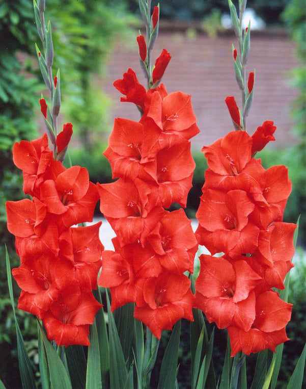Hadeco Gladioli - Red Matador - 10 bulbs