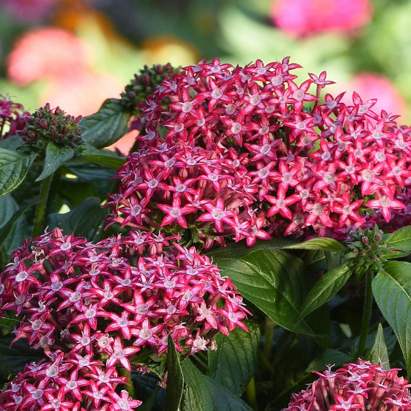 Pentas Glitterati Red Star