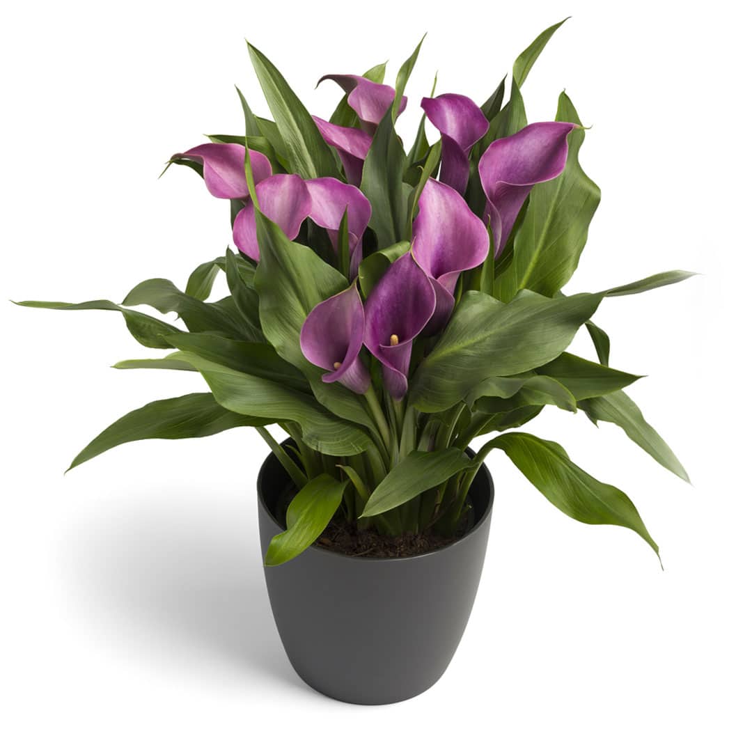 Hadeco Zantedeschia - Grape Velvet - 1 bulb