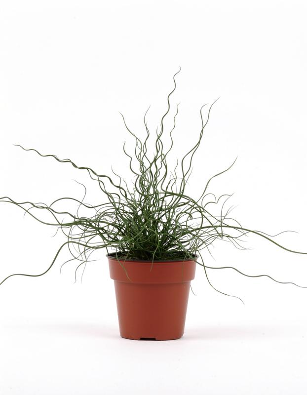 Juncus Spiralis Twister