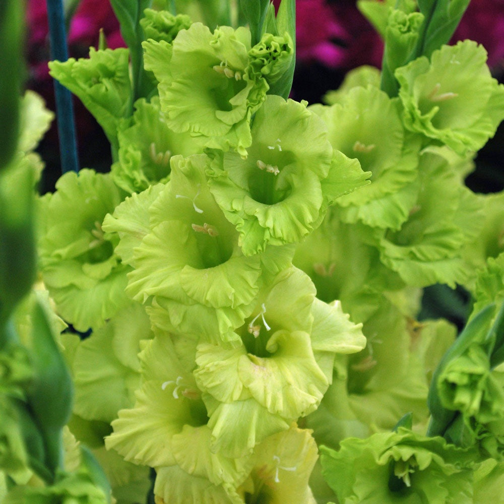 Hadeco Gladioli - Green Star - 10 bulbs
