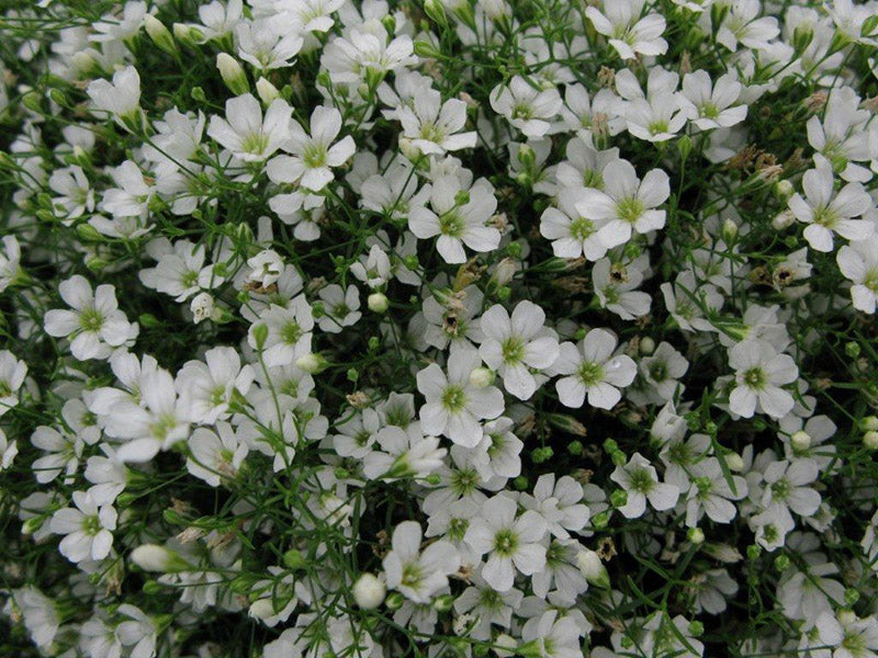 GYPSOPHILA GYPSY WHITE