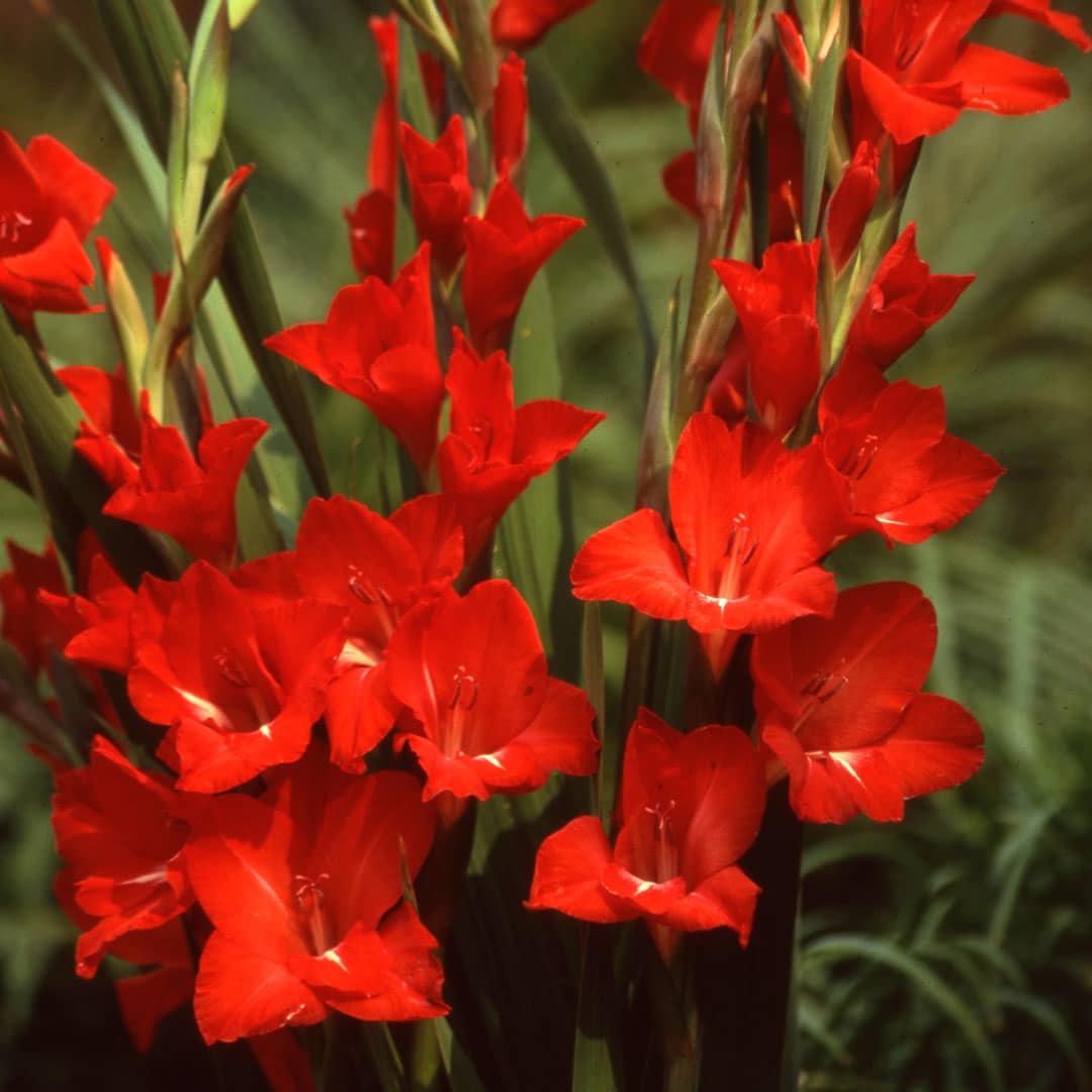 Hadeco Gladioli - Red - 10 bulbs