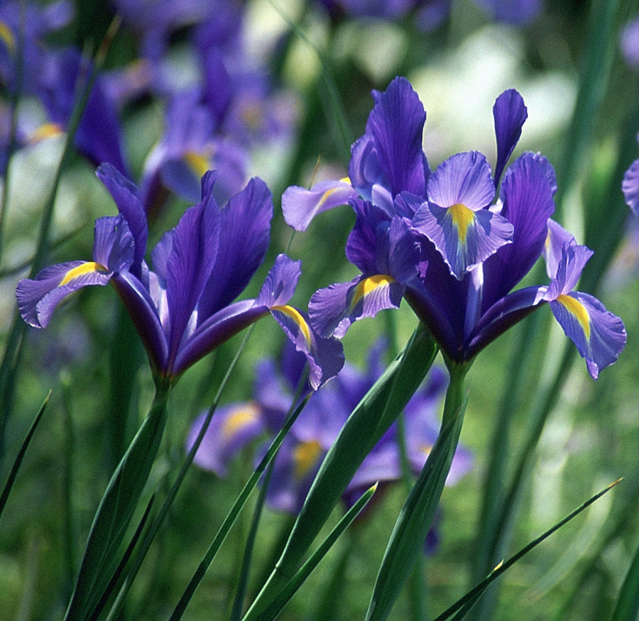 Hadeco Dutch Iris - Dark Blue - 25 bulbs pack