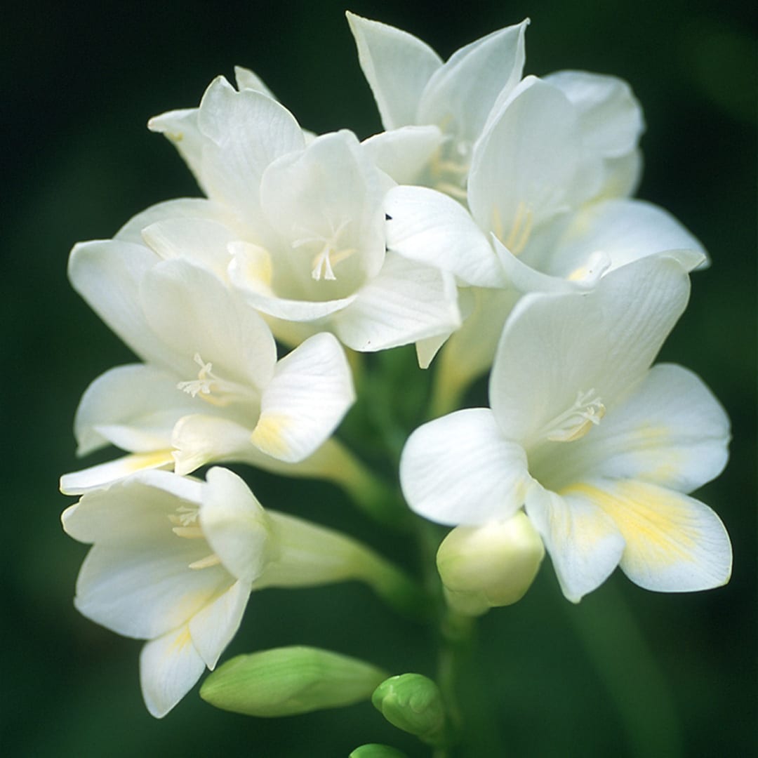 Hadeco Freesias - White - 25 bulbs pack