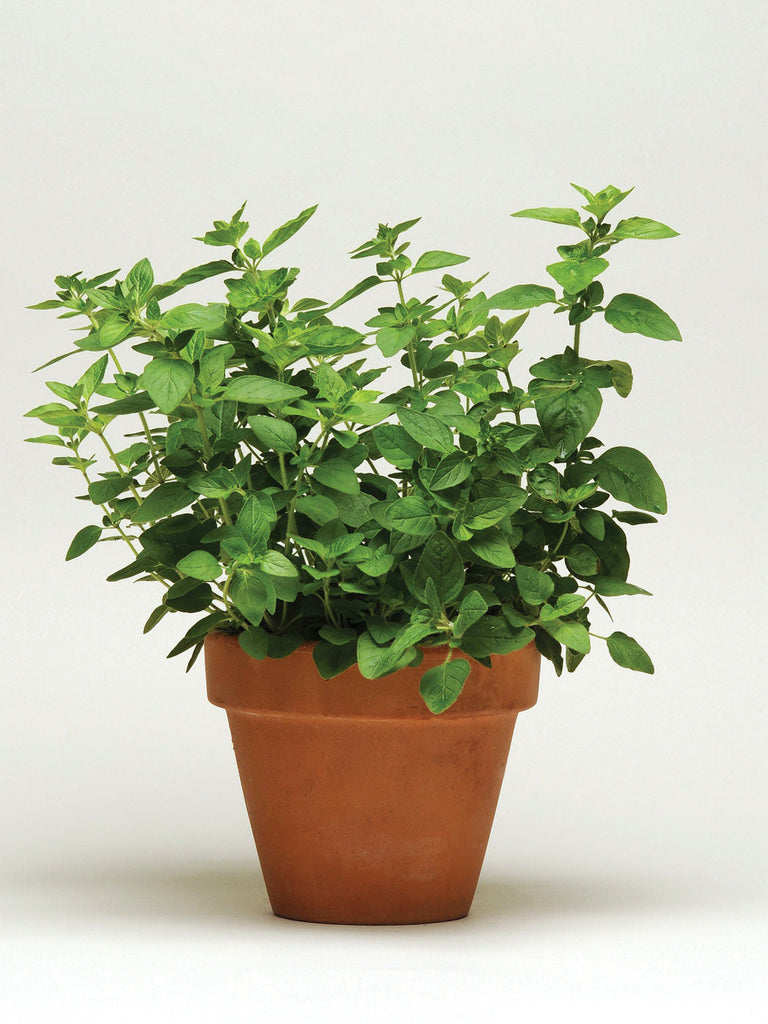 OREGANO SIMPLY HERBS