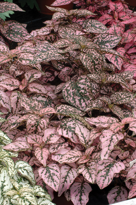 HYPOESTES SPLASH SELECT PINK