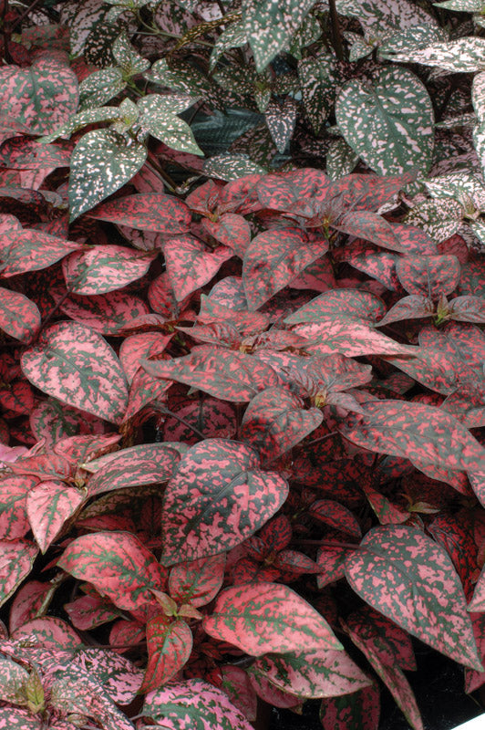 HYPOESTES SPLASH SELECT RED