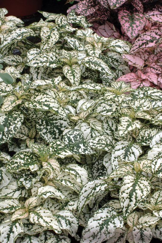 HYPOESTES SPLASH SELECT WHITE