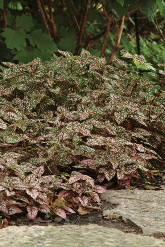 HYPOESTES SPLASH SELECT ROSE