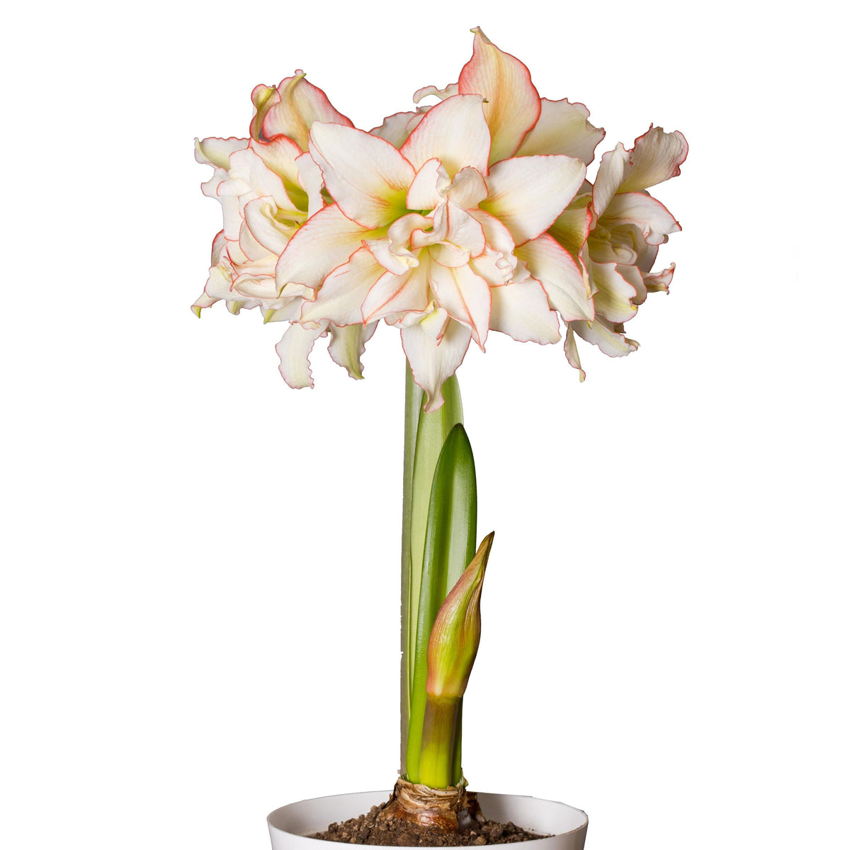 Hadeco Amaryllis Sonata Double - Harlequin - 2 bulbs