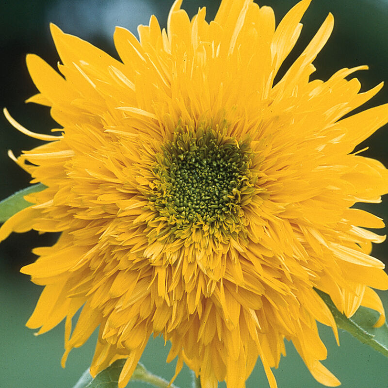 Ubuntuberg Helianthus Double Quick Orange F1 Seeds