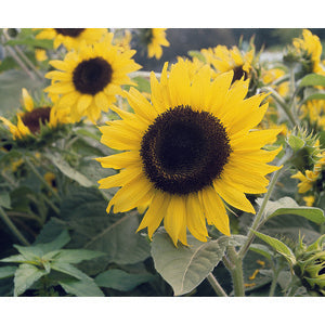 thumbnail image 2 of 30 Dwarf Sunflower Seeds – Helianthus Annuus, Incredible Dwarf Variety 2 of 6