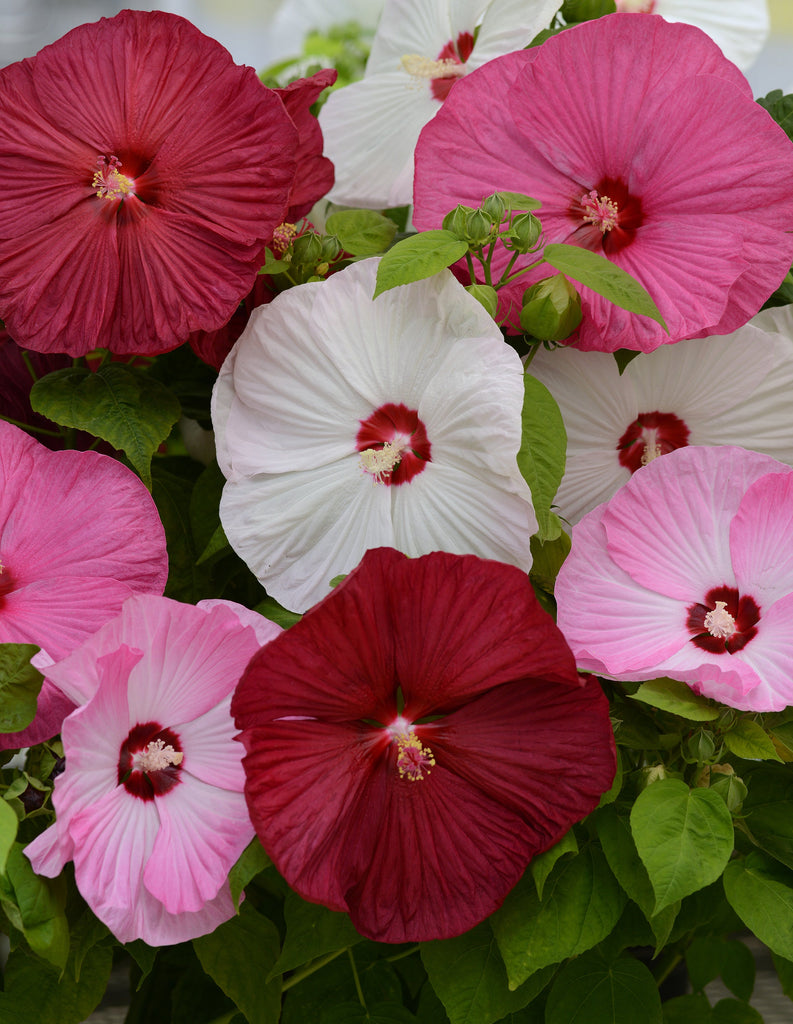 Hibiscus Luna Mix