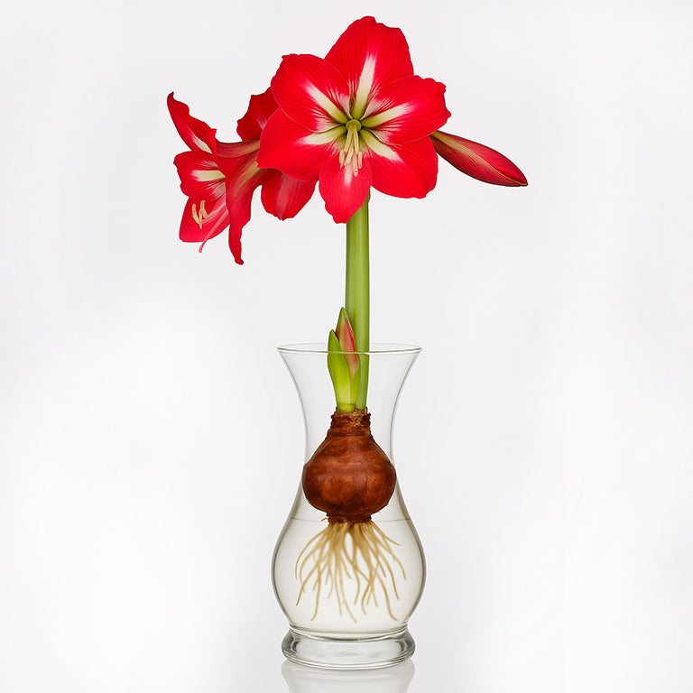 Hadeco Amaryllis Vase with Amaryllis Bulb
