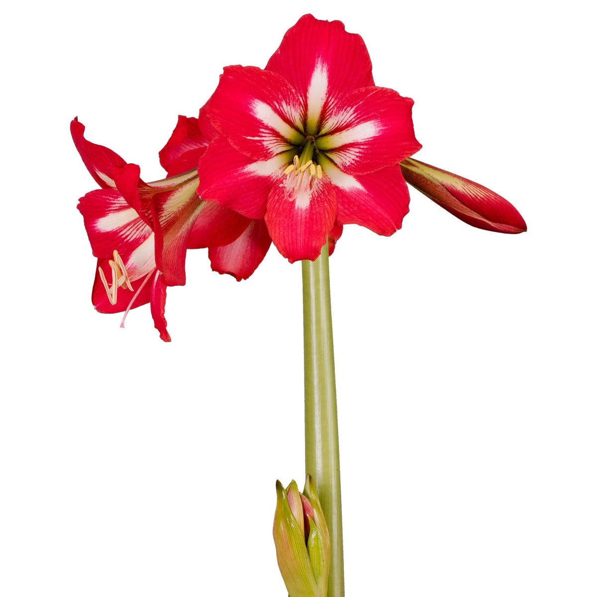 Hadeco Amaryllis Sonatini - Hot Lips - 3 bulbs