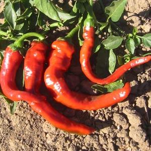 Ubuntuberg Capsicum Hot Portugal - Chili Seeds