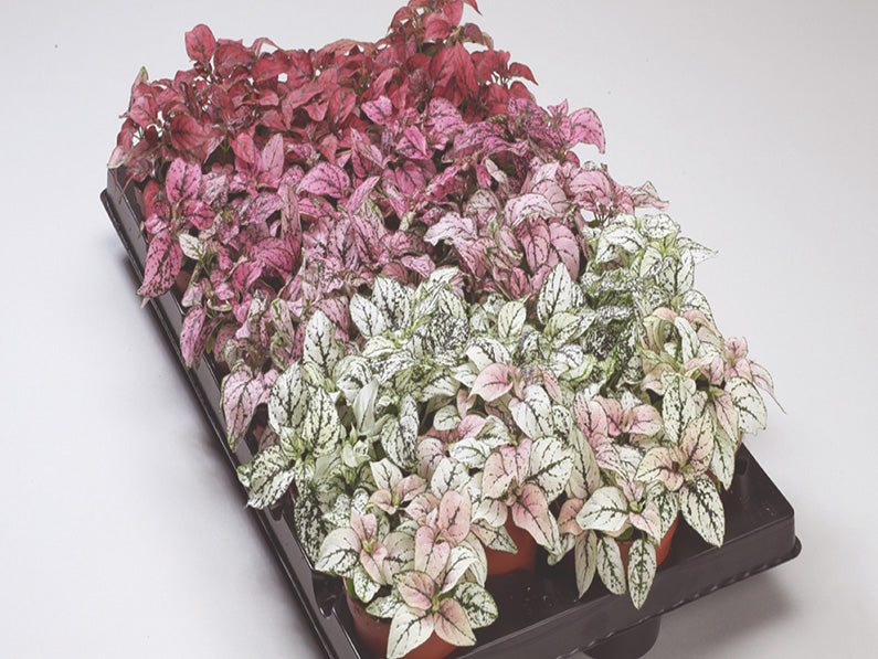 Hypoestes Confetti Compact Mix