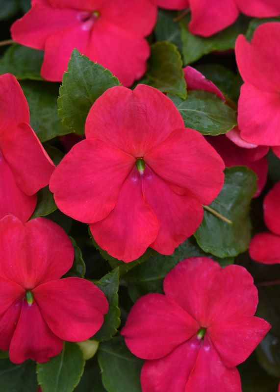 Impatiens Beacon Lipstick