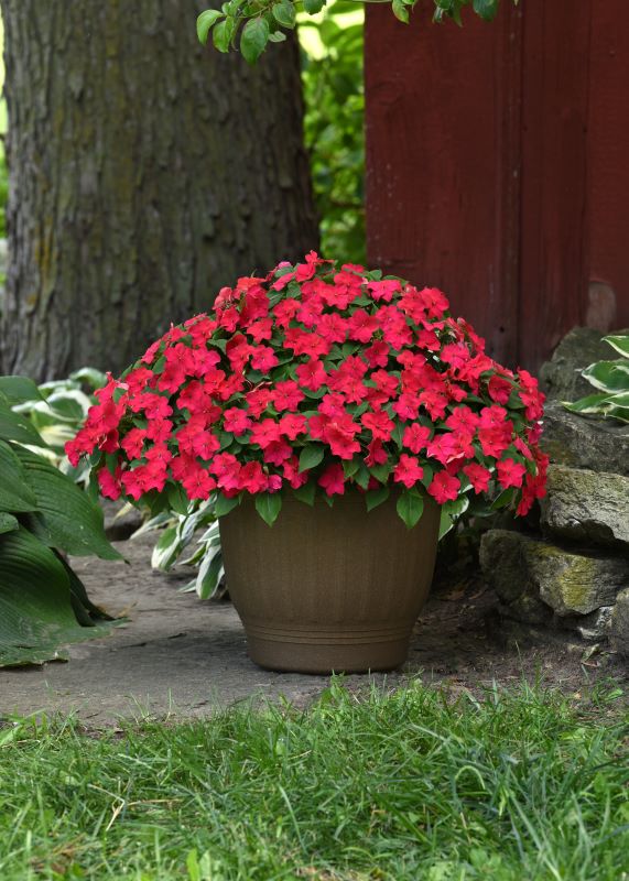 Impatiens Beacon Lipstick