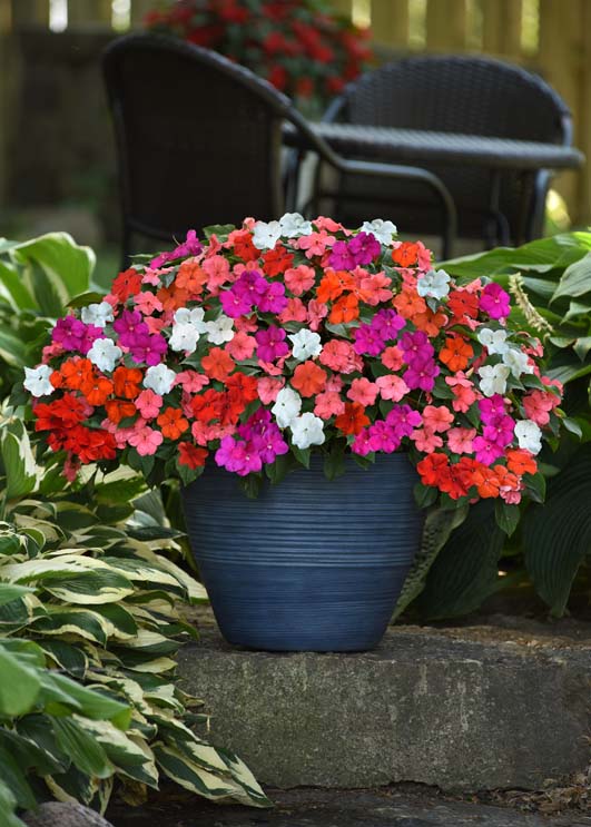 IMPATIENS BEACON MIX