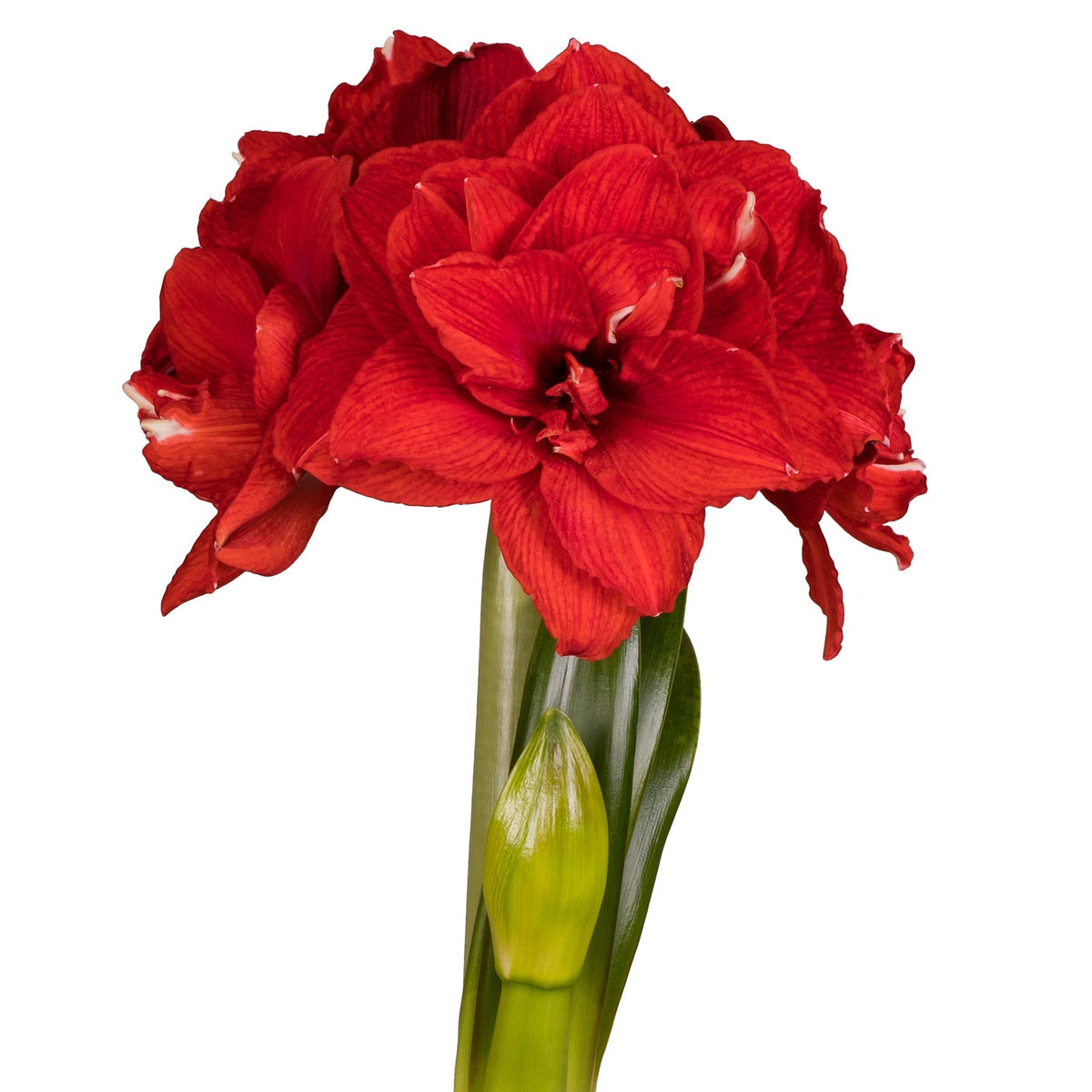 Hadeco Amaryllis Symphony Double - Inferno - 1 bulb