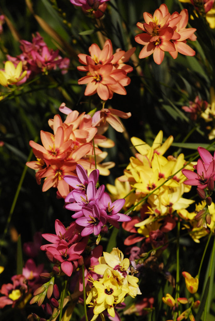 Hadeco Ixias - Mixed - 50 bulbs pack