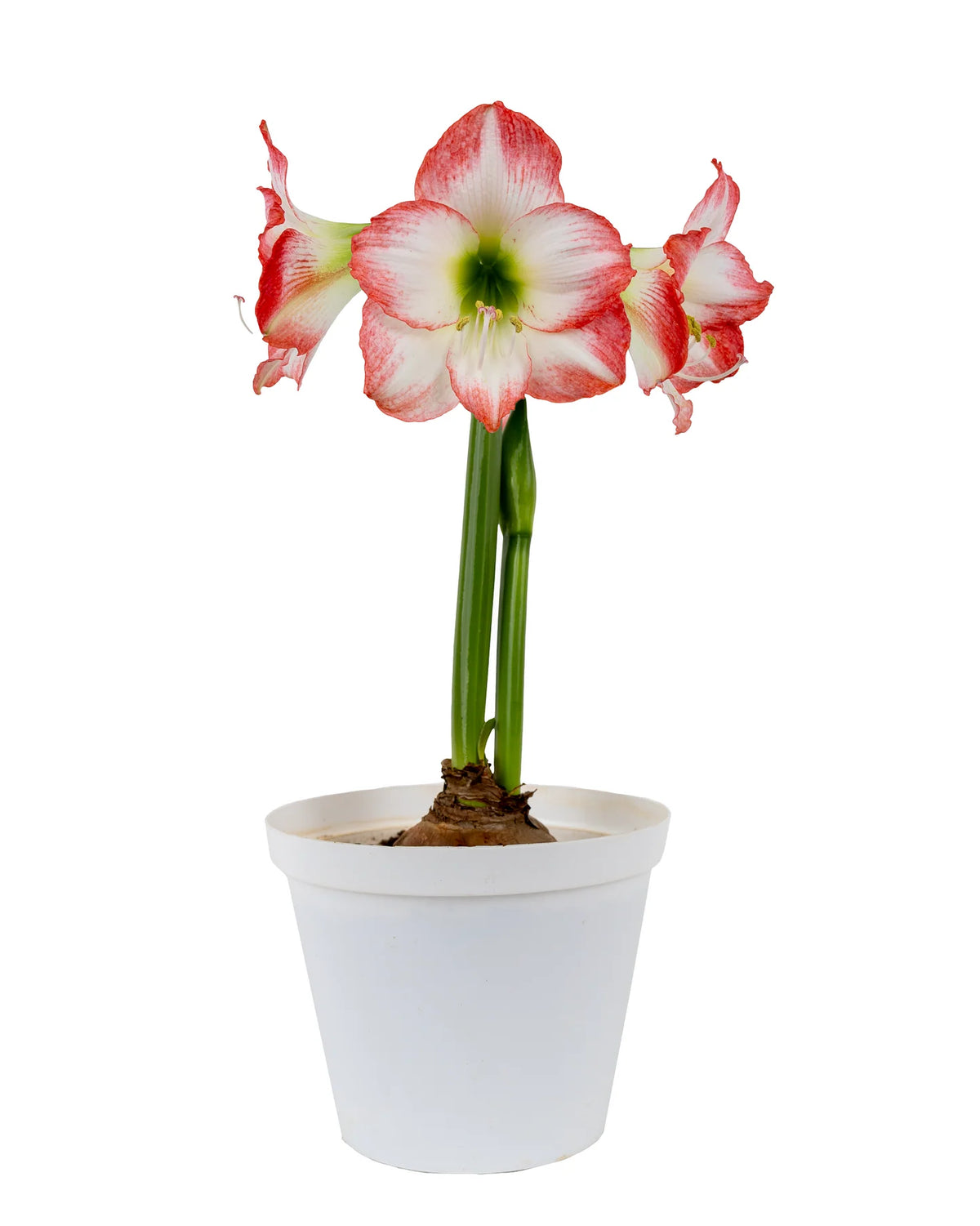 Hadeco Amaryllis Sonata Single - Jester™- 2 bulbs pack