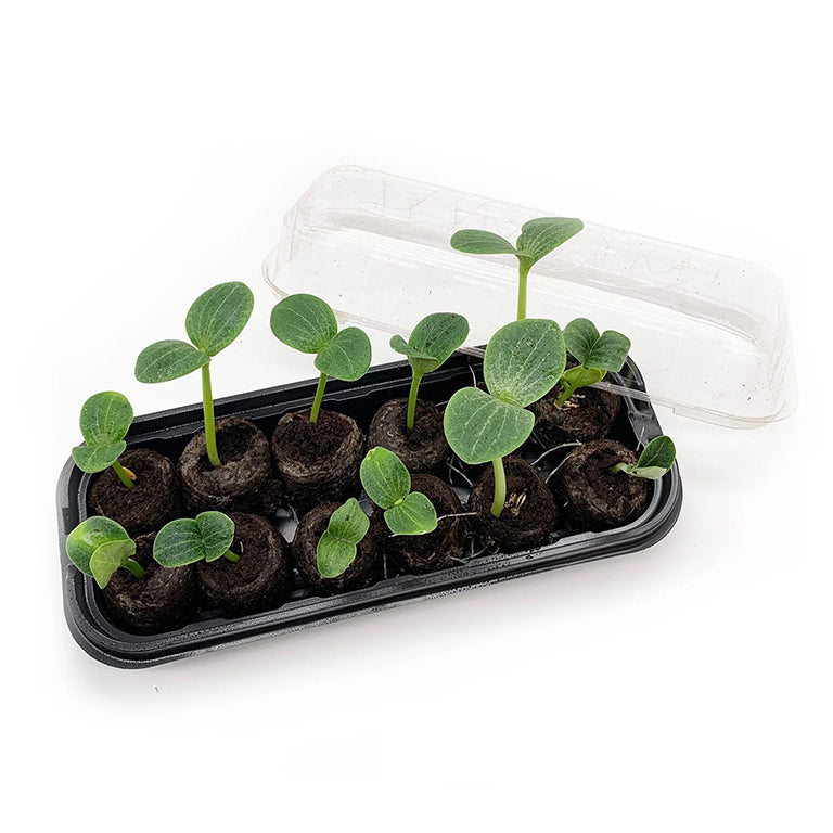 Jiffy 12 Cell Mini Green House / Terrarium