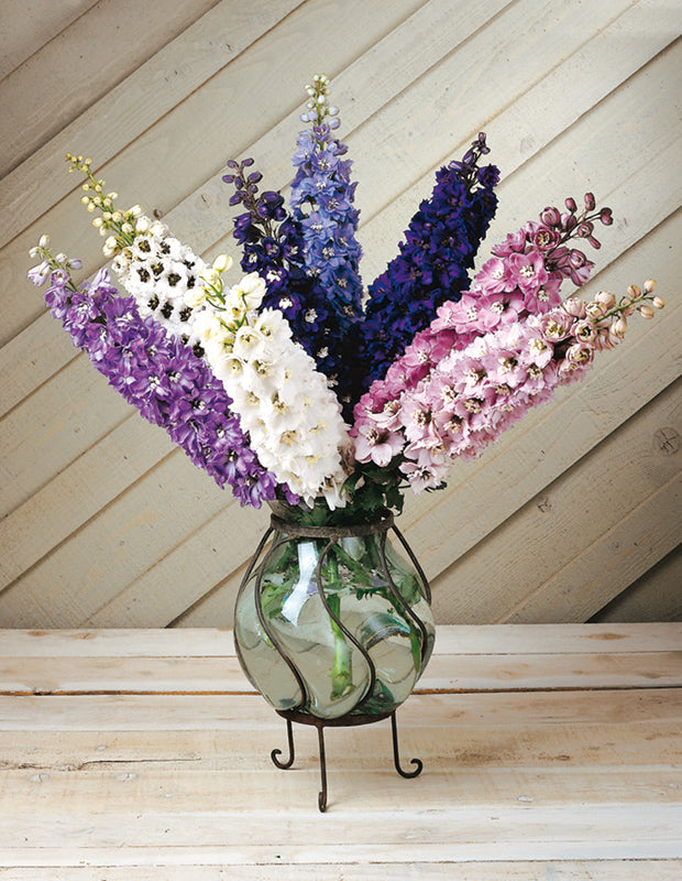 DELPHINIUM  MAGIC FOUNTAINS MIX