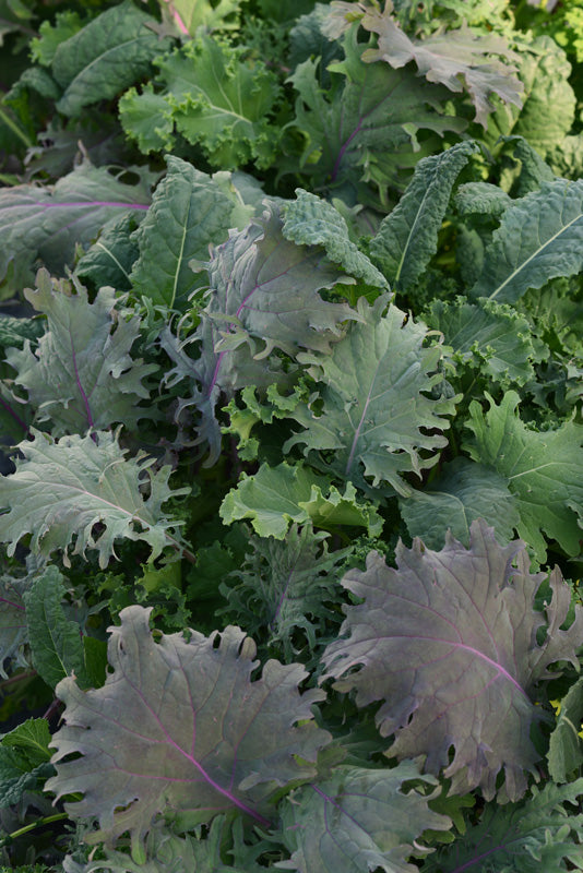 KALE STORM