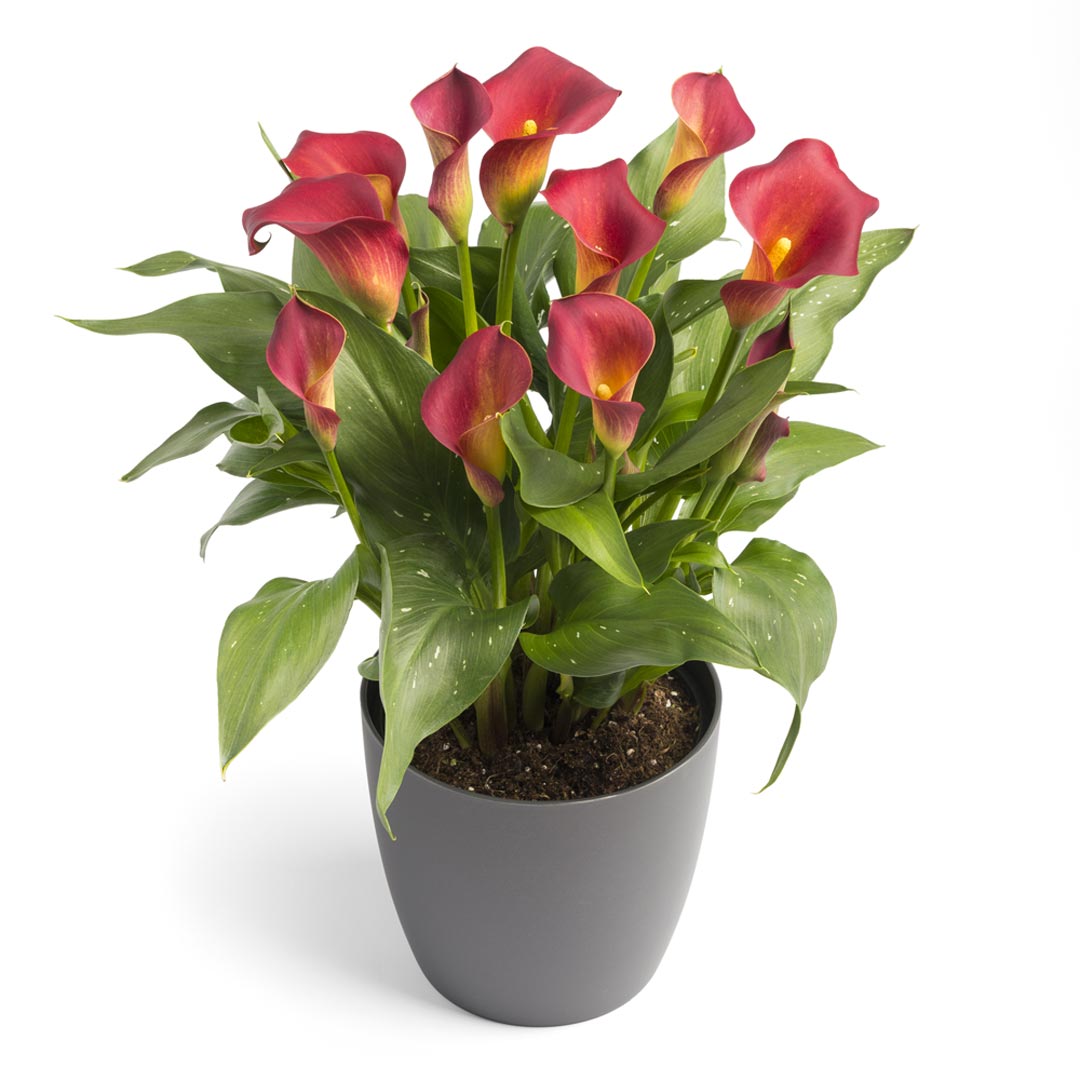 Hadeco Zantedeschia - Kasai - 1 bulb