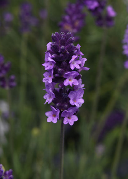 LAVENDER AVIGNON EARLY BLUE