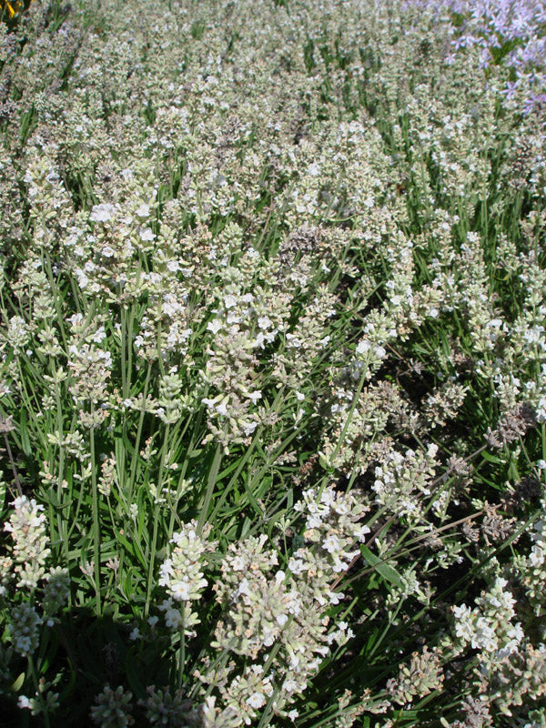 LAVENDER ELLAGANCE SNOW