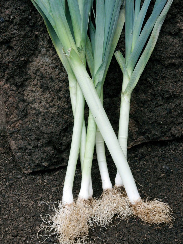 LEEKS CARENTAN