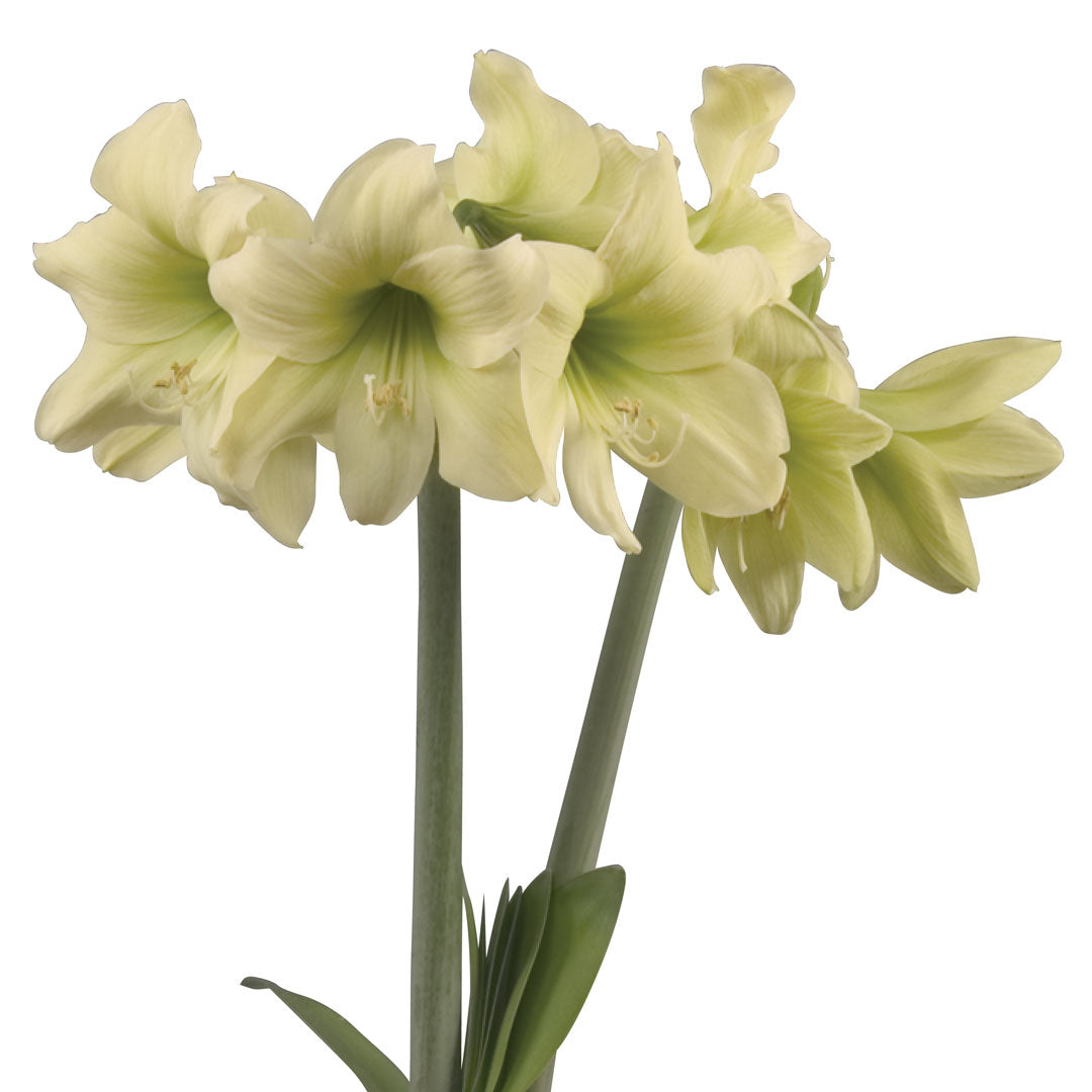 Hadeco Amaryllis Sonatini - Lemon Sorbet - 3 bulbs