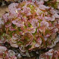 Lettuce Oakleaf Large Red Seeds - Ubuntuberg Seeds product image