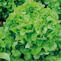 Lettuce Oakleaf Large Green Seeds - Ubuntuberg Seeds product image