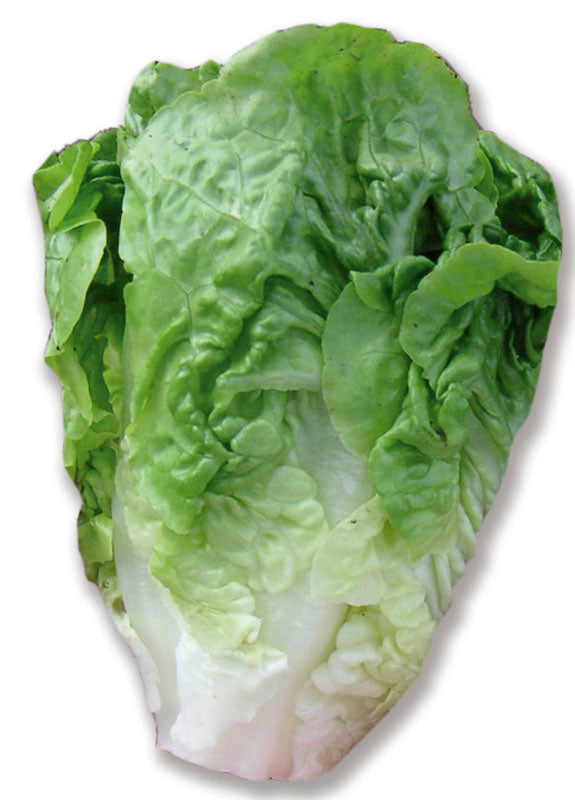 LETTUCE LITTLE GEM